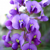 Душистый горошек Бонтон сиренево-фиолетовый фото 1 
