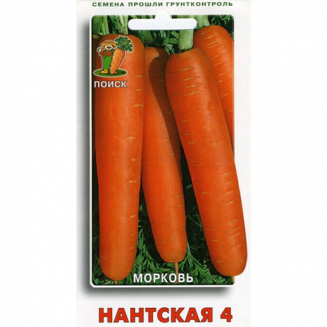Морковь Нантская 4 фото Морковь Нантская 4 