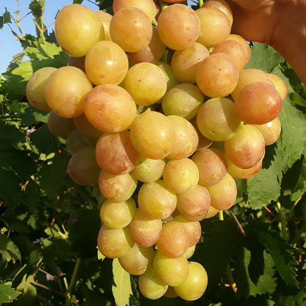 Виноград плодовый Ливия фото 2 