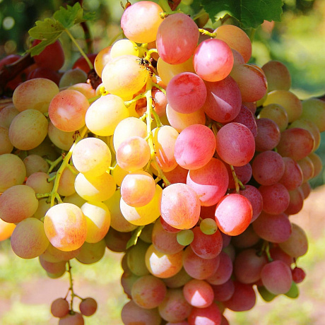 Виноград плодовый Ливия фото Виноград плодовый Ливия 