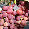 Виноград плодовый Ливия фото 1 